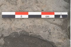 Foto (Detailansicht) von Equisetum arenaceum Jaeg. (NHMW-GEO-2024-0188-10540)